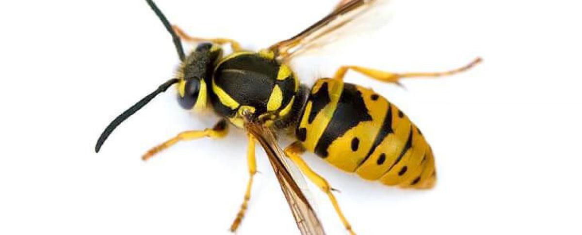Informatie Duitse wesp: hoe kom je van dit lastige insect af?
