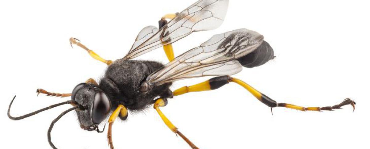 Graafwesp informatie: hoe reken je af met dit insect?