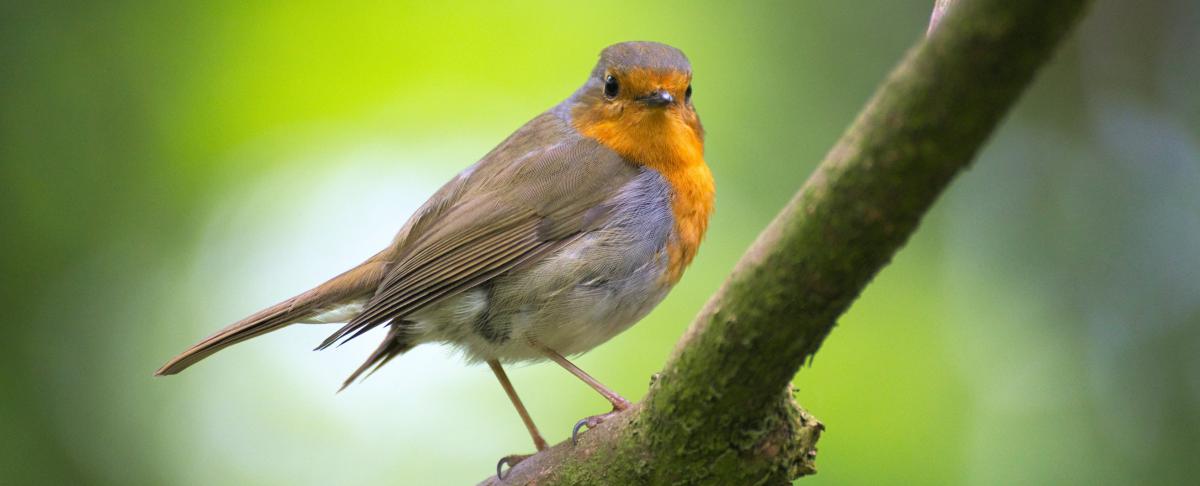 Een levendige tuin regel je zelf
