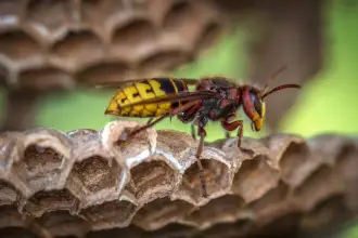 6 van de meest voorkomende plekken voor wespennesten