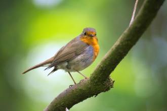 Een levendige tuin regel je zelf